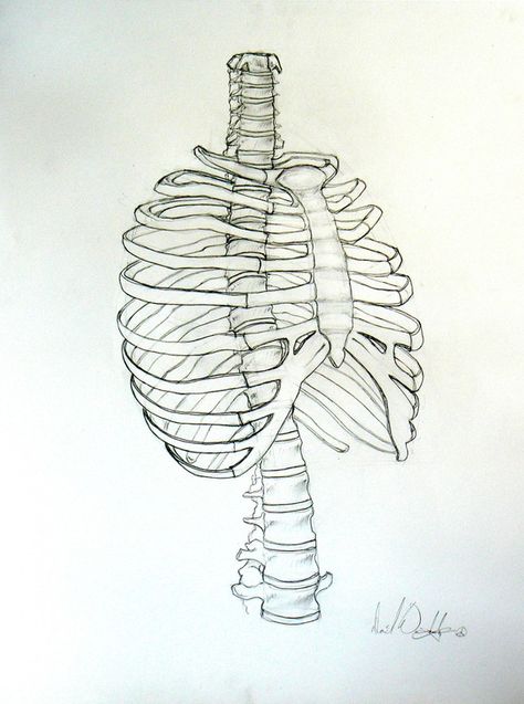 Croquis, Rib Cage Drawing, Leaving Cert, Human Anatomy For Artists, Skull Anatomy, John Bauer, Skeleton Drawings, Human Figure Sketches, Cage Thoracique