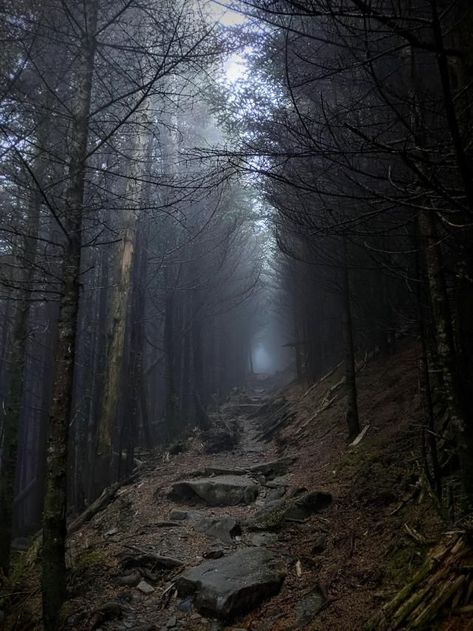 Appalachian Trail, North Carolina by Kristen00715 on reddit Nature, Appalachian Mountains Creepy, Dark Appalachian Aesthetic, Appalachian Core, Old Gods Of Appalachia Aesthetic, Appalachian Gothic Aesthetic, Appalachia Wedding, Dark Appalachia, Appalachian Aesthetic