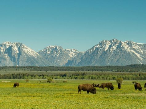 Seeing the Source: BFA Members Explore the Northern Great Plains | Blog Posts | WWF Nature, The Great Plains, Epq Ideas, Landscape Practice, American Plains, Plains Landscape, City Development, From Sea To Shining Sea, Background References