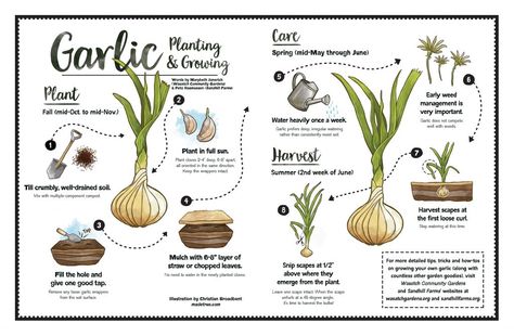 Click on the image for a quick infographic on how to plant and grow your own garlic, based on resources by Marybeth Janerich (Wasatch Community Gardens) and Pete Rasmussen (Sandhill Farms). For detailed tips, tricks and how-tos on growing your own garlic (along with countless other garden goodies), visit Wasatch Community Gardens and Sandhill Farms‘ websites at … read more When To Harvest Garlic, When To Plant Garlic, Garlic Growing, Plant Garlic, Grow Garlic, Planting Garlic, Types Of Herbs, Growing Garlic, Market Garden