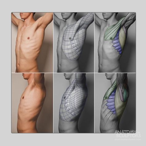 .. Human Anatomy Reference, 3d Karakter, Human Body Anatomy, Anatomy Tutorial, Human Anatomy Drawing, Muscle Anatomy, Human Figure Drawing, Human Anatomy Art, Anatomy Poses