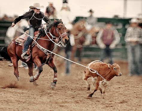 tie down roping Roping Horse, Calf Roping, Roping Saddles, Rodeo Time, Rodeo Girls, Rodeo Cowboys, Western Photography, Barrel Racing Horses, Rodeo Horses