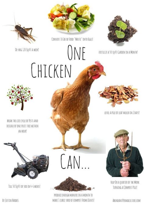 Chickens have many contributions to your homestead. Reban Ayam, Leaf Mulch, Chicken Poster, Prairie Homestead, Backyard Chicken Farming, Homestead Chickens, Chicken Garden, Keeping Chickens, Backyard Chicken Coops