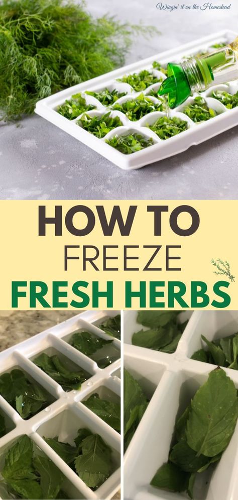 How to freeze fresh herbs Essen, Alkaline Flour, Aerogarden Ideas, Aerogarden Diy, Freeze Fresh Herbs, Freezing Pesto, Freezing Fresh Herbs, Preserve Fresh Herbs, Store Fresh Herbs