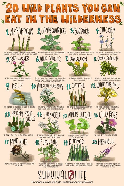 Foraging for edible wild plants is an invaluable skill for preppers as survival will often depend on eating what’s available. Lucky for you, the wild is a garden of free edibles waiting to be harvested as long as you know what to go for. #ediblewildplants #edibleplants #foraging #survivalfood #survival #preparedness #survivallife Supraviețuire Camping, Wild Food Foraging, Edible Wild Plants, Magia Das Ervas, Inspirerende Ord, Survival Skills Life Hacks, Magic Herbs, Survival Life Hacks, Survival Techniques