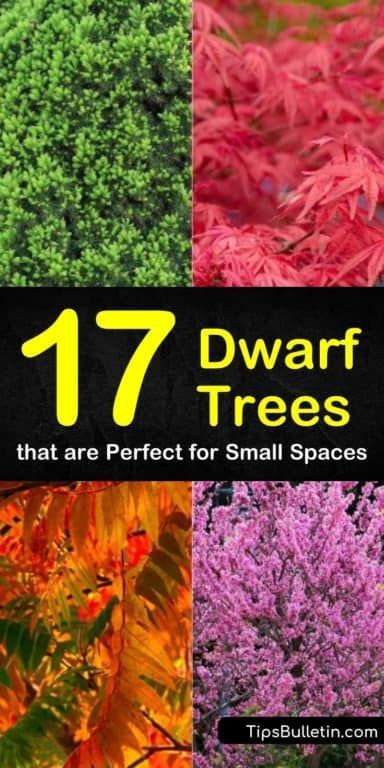 Discover 17 new dwarf trees perfect for small spaces and porches. Find out which plants can be used for hedges in landscaping, ornamental gardening, or can be grown in pots. Choose from dwarf flowering trees, vibrant evergreens, or yummy trees that produce fruit. #dwarf #trees #evergreen #flowering Ornamental Trees Landscaping, Types Of Trees, Trees For Front Yard, Tattoo Plant, Landscaping Trees, Specimen Trees, Front Landscaping, Ornamental Trees, Potted Trees