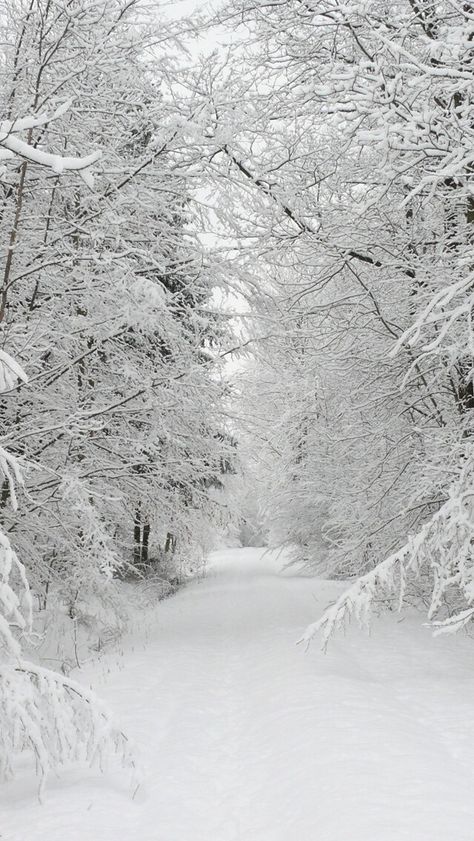 Trees, Road, White