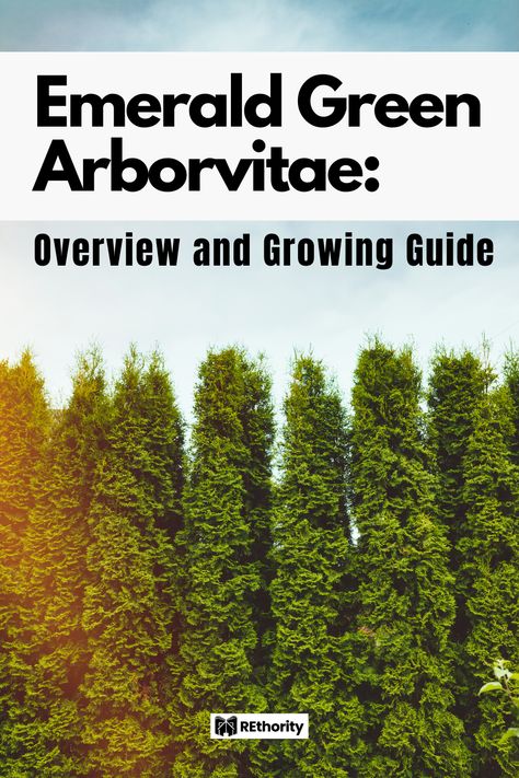 Emerald Green Arborvitae Smaragd, Arborvitae Emerald Green, Emerald Green Arborvitae Landscaping, Emerald Arborvitae, Arborvitae Landscaping, Green Giant Arborvitae, Giant Arborvitae, Emerald Green Arborvitae, Arborvitae Tree