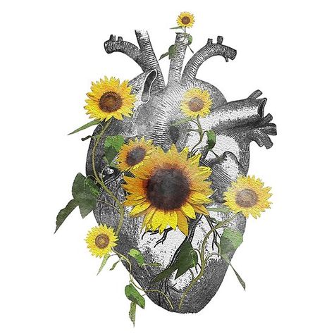 Sunflowers Watercolor, Tattoo Sunflower, Blooming Heart, Heart Watercolor, Anatomical Heart Tattoo, Heart Ideas, Logo Youtube, Sunflower Drawing, Sunflower Hearts