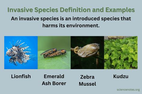 Invasive Species Definition and Examples Purple Sea Urchin, Learn Biology, Fire Ants, Kelp Forest, Great Basin, Everglades Florida, Lion Fish, Invasive Species, New Environment