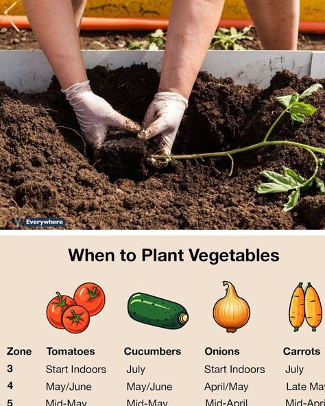 Vegetables Ideas, How To Harvest Lettuce, Plant Vegetables, When To Plant Vegetables, Cucumbers And Onions, When To Plant, Grow Food, Types Of Vegetables, Garden Help