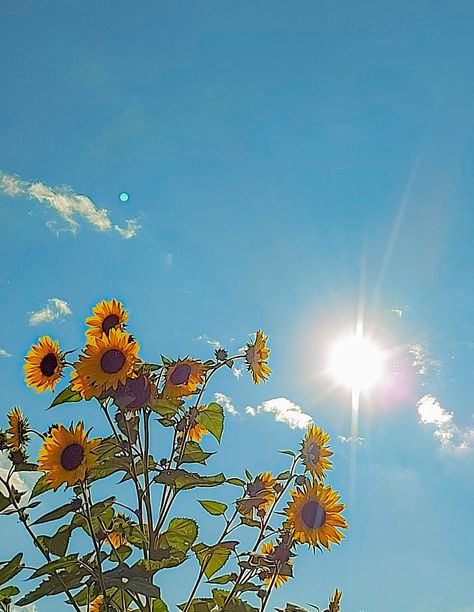 Sunny day and sunflowers. Yellow flowers. Summer vibes. Summer. Sun. Sunflowers. Photo. Nature. Photography. Blue sky Summer Aesthetic Sunflower, Sunflower Blue Sky Aesthetic, Yellow Flowers Blue Sky, Yellow Sunny Aesthetic, Summer Sunny Aesthetic, Midday Sun Aesthetic, Blue And Yellow Summer Aesthetic, Blue Sunny Sky Aesthetic, Sun Blue Sky