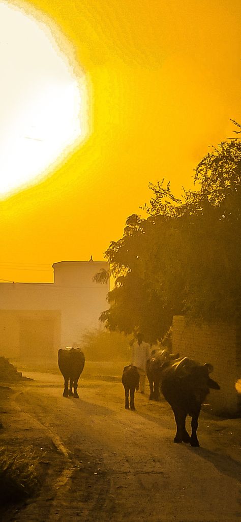 Village Morning Photography, Village Morning, Sunshine Photography, Morning Photography, Wild Photography, Village Photography, Indian Village, Morning Sunshine, Good Morning Sunshine