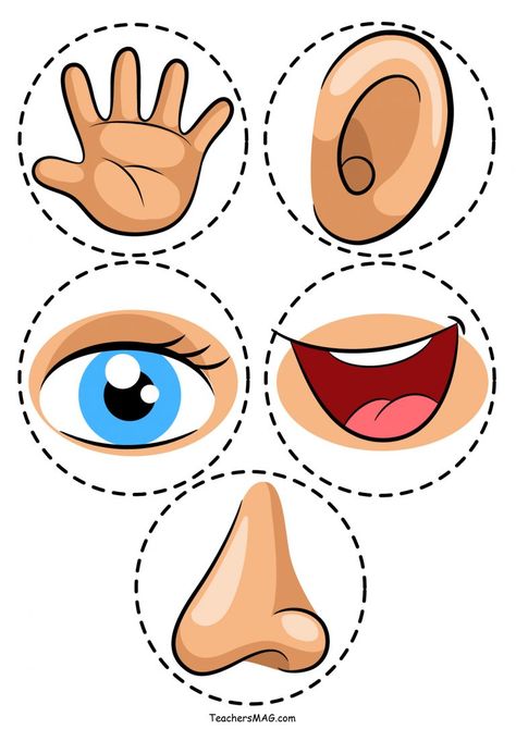 Five Senses Activity for Preschool Students | TeachersMag.com 5 Senses Preschool, Body Parts Preschool Activities, Five Senses Worksheet, Kertas Kerja Prasekolah, Five Senses Preschool, Aktiviti Tadika, 5 Senses Activities, Disiplin Anak, Senses Preschool