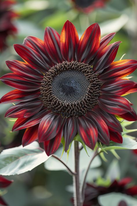 A delightful mix of rich chocolate and deep cherry hues, the Chocolate Cherry Sunflower captivates with its unique and striking appearance.  Light: Full sun. Water: Moderate, well-drained soil. Soil: Rich, sandy loam. Temperature: 70-80°F (21-27°C). Humidity: Moderate. Fertilizer: Balanced flower fertilizer every 2-3 weeks during the growing season.An eye-catching addition to sunny garden beds and borders.  #houseplants #Plants #garden #leaf #Sunflower #ChocolateCherrySunflower Nature, Black Cherry Sunflower, Chocolate Cherry Sunflower, Sunflower Leaf, Chocolate Sunflower, Types Of Sunflowers, Flower Fertilizer, Sunny Garden, Red Sunflowers