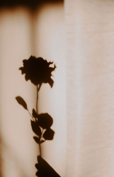 Shadows Aesthetic, Shadow Aesthetic, Roses Aesthetic, Aesthetic Rose, Rose Aesthetic, Foto Aesthetic, Aesthetic Roses, Shadow Photography, Rosé Aesthetic