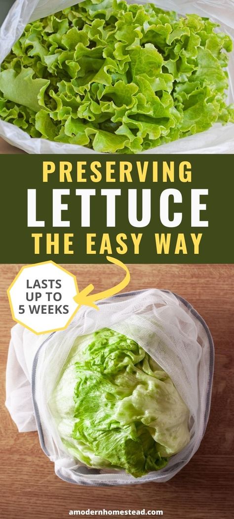 Salads Lettuce, Romaine Lettuce Recipe, Storing Lettuce, Wilted Lettuce Salad, Lettuce Recipes, Lettuce Salad Recipes, Eating Fresh, Lettuce Wrap Recipes, Lean Belly Juice