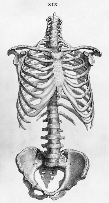 another pinner said: I don't understand why, but to me anatomy and physiology is so beautiful. Grafika Vintage, Anatomy Bones, Skeleton Anatomy, Skeleton Drawings, Human Skeleton, Human Anatomy Art, Anatomy Sketches, Kunst Inspiration, Anatomy For Artists