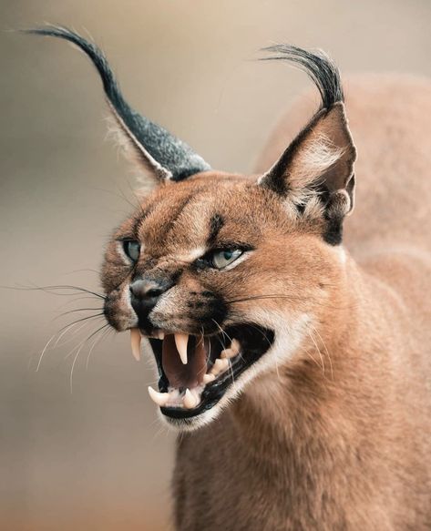 Wild caracal showing off its impressive teeth with an aggressive snarl Caracal Cat, Aggressive Animals, Wild Animals Photography, Animal Teeth, Exotic Cats, Animal Study, Cat Pose, Pretty Animals, Silly Animals