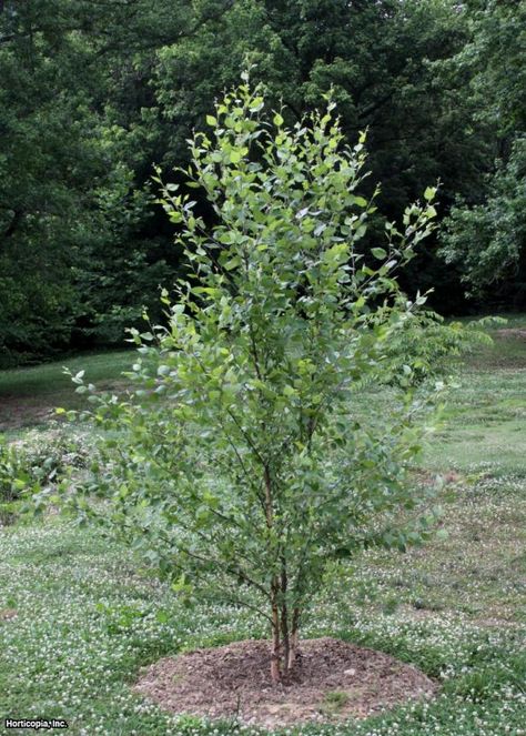 Bonito, River Birch Trees, Fast Growing Shade Trees, Trees For Front Yard, Leyland Cypress, Growing Trees, Privacy Trees, River Birch, Landscaping Trees