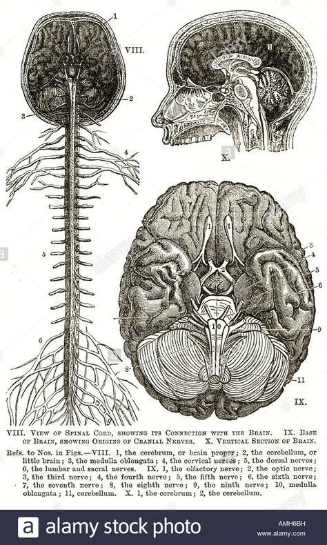 Download this stock image: nervous system spinal cord brain cranial nerve cerebrum diagram chart anatomical cross section sensory perception neural pathway - AMH6BH from Alamy's library of millions of high resolution stock photos, illustrations and vectors. Nerve System Art, Brain Nerves Anatomy, Spinal Cord Aesthetic, Biology Nervous System Notes, Brain Cross Section, Brain Diagram Aesthetic, Nervous System Aesthetic, Brain Anatomy Drawing, Nervous System Drawing