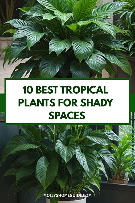 Explore a lush tropical retreat even in shady corners with the best tropical plants for shade. These cold hardy exotic plants are perfect for creating a vibrant tropical garden in cold climates or temperate areas. Discover beautiful subtropical shade plants that don't need sun to thrive, ideal for landscaping your outdoor space. From ground cover plants to unique foliage, these plants for dry shade will transform your garden into a serene oasis. Elevate your tropical landscaping ideas with these Shade Loving Indoor Plants, Foliage Garden Ideas, Florida Patio Plants, Layered Tropical Landscaping, Shady Tropical Garden Ideas, Shade Tropical Plants, Shade Outdoor Plants, Shadow Plants Outdoor, Foliage Plants Outdoors