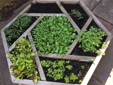 Raised Bed Herb Garden, Nara Clan, Raised Herb Garden, Best Herbs To Grow, Productive Garden, Small Herb Gardens, Outdoor Herb Garden, Spice Garden, Portable Garden