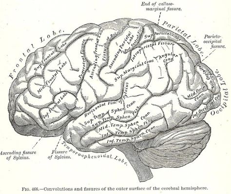 Halloween Skeleton Images -1893 Gray's Anatomy Illustrations - Knick of Time Greys Anatomy Book, Skeleton Images, Brain Drawing, Medical Drawings, Brain Tattoo, Brain Illustration, Gray's Anatomy, Male Figure Drawing, Brain Anatomy