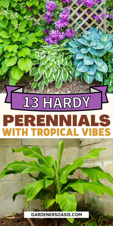 Tropical Looking Plants: 13 Hardy Perennials & Shrubs That Look Tropical Hardy Hibiscus Landscaping, Tropical Gardens Ideas, Poolside Plants Landscaping, Hibiscus Garden Landscaping, Tropical Plants Outdoor Full Sun, Hawaiian Backyard, Winter Gardening Ideas, Tropical Looking Plants, Tropical Backyard Ideas