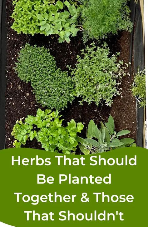 Herb Garden Planters Outdoor, Backyard Garden Herbs, Herb Growing Ideas, Plants To Grow In Garden, Herb Planter Box Ideas, Medicinal Herb Garden Plans, What Herbs To Plant With Vegetables, What Herbs Grow Well Together In A Pot, Herb Vegetable Garden