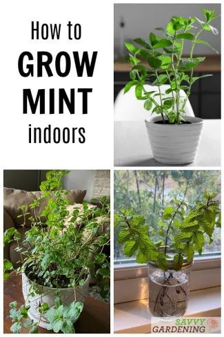 Essen, Upcycling, Grow Mint Indoors, Mint Plant Care, Growing Mint Indoors, How To Grow Mint, Grow Mint, Terrariums Diy, Mint Herb