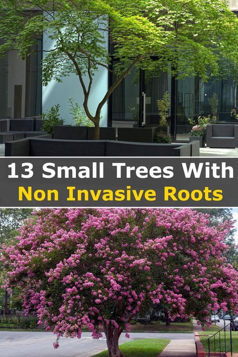 Trees With Non Invasive Roots, Small Landscape Trees, Cerca Natural, Landscaping Trees, Front Yard Garden Design, Garden Wallpaper, Casa Exterior, Have Inspiration, Inspire Me Home Decor