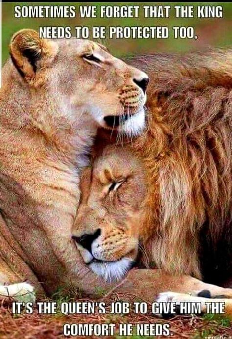 America’s best pics and videos is fun of your life. Images, GIFs and videos featured seven ti... Lioness Quotes, Lion Quotes, Lion And Lioness, Lion Love, Lion Wallpaper, Lion Images, Lion Pictures, Warrior Quotes, Lion Art