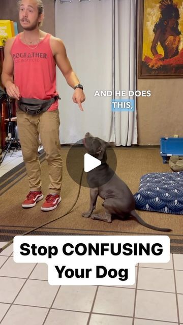 DogFather Dog Institute on Instagram: "🤔🐕How to Teach Heel🐶🤓 Are you unknowingly confusing your dog? Dog training is 80% training the HUMAN and 20% teaching the dog. It’s so important to be consistent with your dog when introducing and practicing obedience commands. Rewarding your puppy for inconsistency can confuse them over time. Follow to train the human🐾 #dogtraining #dogtrainingtips #puppytraining #puppytrainingtips #dogobedience #puppyobedience #heelwork #dogowner #pitbull #pitbullsofinstagram #dogsofinstagram" Bubble Theory Dog Training, Training Dog Not To Jump, Dog Obedience Training At Home, How To Train A Dog, Dog Commands, Service Dog Training, House Training Dogs, Dog Training Advice, Dog Training Videos