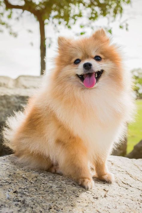 Pomeranian Miniature Dog Breeds, Haiwan Comel, Miniature Dog, Anak Haiwan, Toy Dog Breeds, Psy I Szczenięta, Cute Pomeranian, Super Cute Puppies, 강아지 그림