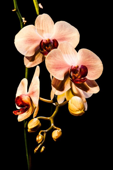 Orchid Flowers - Fine Art Prints by Marc G.C. Photography Vintage Flower Photography, Fine Art Flower Photography, Orchid Flower Photography, Orchids Aesthetic, Orchid Flower Aesthetic, Orchid Aesthetic, Orchids Photography, Cup Of Fruit, Magenta Orchid