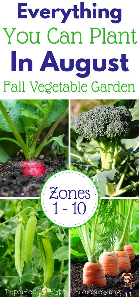 Everything you can plant in August for a Fall Garden. Zones 1 - 10 gardening. Garden Zones, Fall Vegetable Garden, Gardening Zones, Fall Vegetables, Fall Garden Vegetables, Garden Veggies, Veg Garden, Fall Garden, Home Vegetable Garden