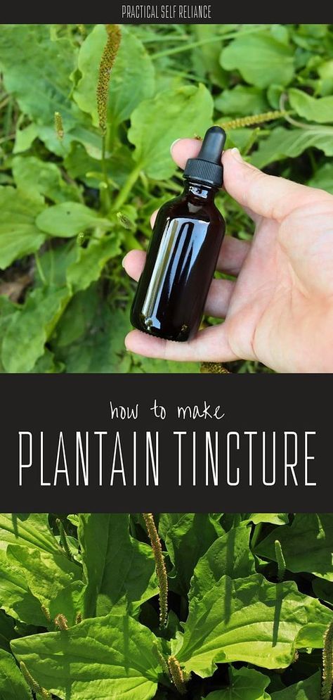 Learn how to make plantain tincture with our spring foraging edible plants guide. This simple DIY tincture uses plantain, a widely available medicinal plant, to provide health benefits from soothing skin to supporting digestive health. Find more herbalism recipes & natural remedies, herbs for health & herbal medicine recipes, and medicinal wild plants at practicalselfreliance.com. Plantain Tincture Uses, Plantain Tincture, Herbalism Recipes, How To Make Plantains, Spring Foraging, Internal Health, Bug Bites Remedies, Medicine Recipes, Medicinal Wild Plants