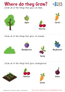 Where Do They Grow Worksheet: Free Printout for Kids Sensory Language, Dream Environment, Fun Worksheet, States Of Matter Worksheet, Kids Vegetables, Science Skills, Plant Science, Kindergarten Science, Fun Worksheets