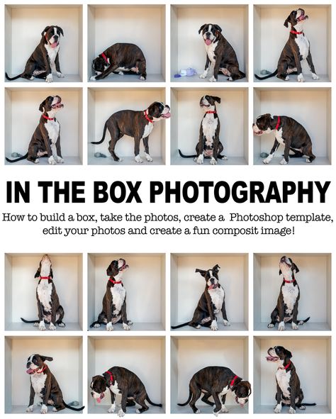 In The Box Photography, Photography Boxes, Diy Photography Props, Box Photography, Animal Photoshoot, Photography Ideas At Home, Diy Photo Backdrop, Photos With Dog, Dog Photoshoot