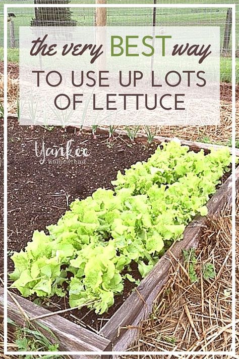 Organic Gardening Tips, Lettuce Soup, How To Harvest Lettuce, Lettuce Recipes, Breakfast Salad, Lettuce Salad, Garden Recipes, Food Trays, Stir Fries