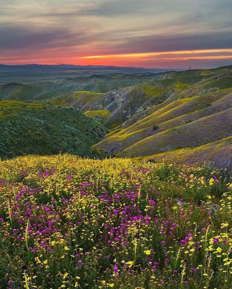 Nature, The Great Plains, Great Plains Aesthetic, Plains Aesthetic, Acotar Courts, Grassy Plains, Flowers Place, Plains Landscape, Red Hawk