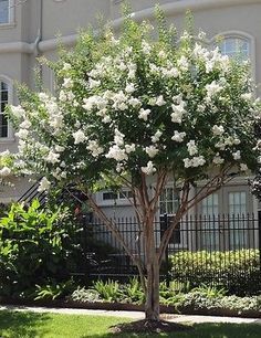 Garden Design, Trees For Front Yard, Cheap Landscaping Ideas, Landscaping Trees, Front Yard Design, Crape Myrtle, Have Inspiration, Front Yard Garden, Yard Design