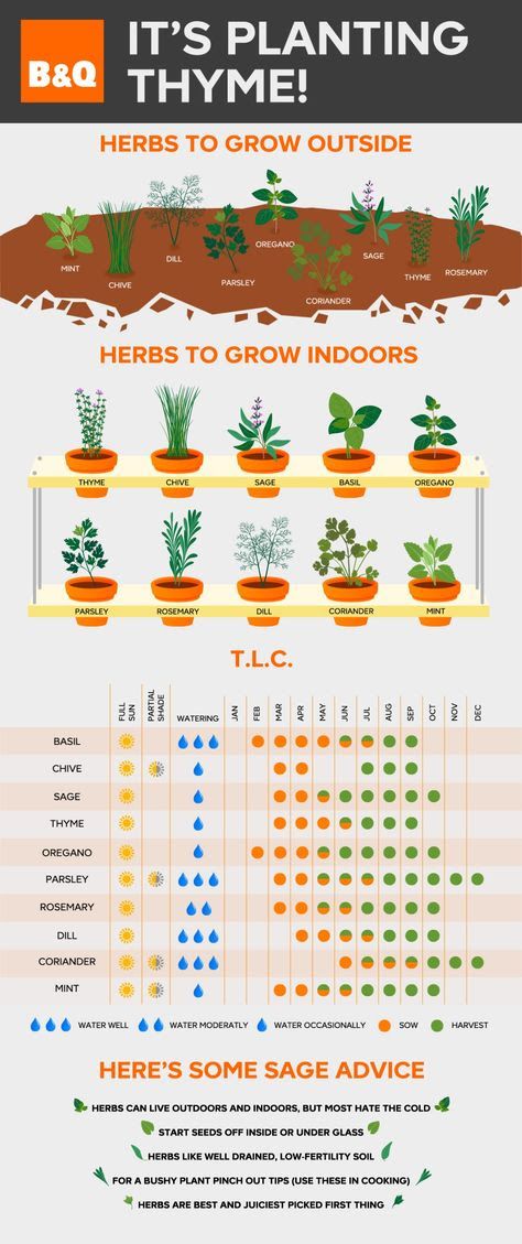 Garden Care, Plan Potager, Herb Chart, Growing Herbs Indoors, Tanaman Indoor, نباتات منزلية, Herb Planters, Indoor Herb Garden, Herbs Indoors