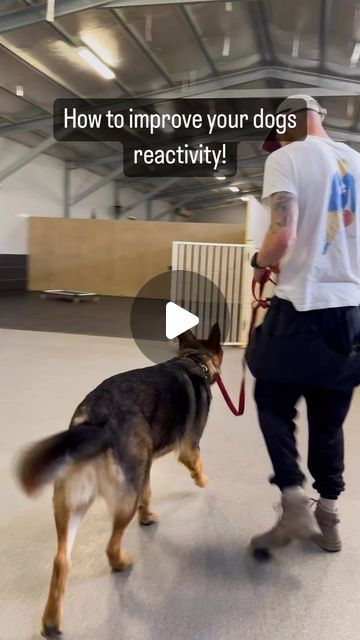 Jamie The Dog Trainer on Instagram: "Boyka is a highly reactive GSD. This video highlights how important it is to develop your dog’s foundations and establish a great training base before adding in the actual trigger your dog reacts to (whatever that may be). It means once you do add it in your dog is easy to handle! If you’re having trouble with developing your dog’s foundations or don’t know where to start see a dog trainer! #dogtraining #dogreactivity #gsd #dogtrainingtips #dogtrainingadvice" Dog Training Tips, Reactive Dog Training, Reactive Dog, Dog Training Advice, Dog Training Videos, Dog Activities, Rescue Dogs, Dog Trainer, Dog Pictures