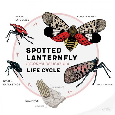 The Spotted Lanternfly 'spotted' in Massachusetts 😱🐞🐞🐞 Have you seen this pest? Here's how to handle this invasive species: https://www.a1exterminators.com/the-spotted-lanternfly-spotted-in-ma/ Lantern Fly, Spotted Lanternfly, Homemade Lanterns, Flying Lantern, Plastic Milk, Insecticidal Soap, Emergency Shelter, Fly Traps, Diatomaceous Earth