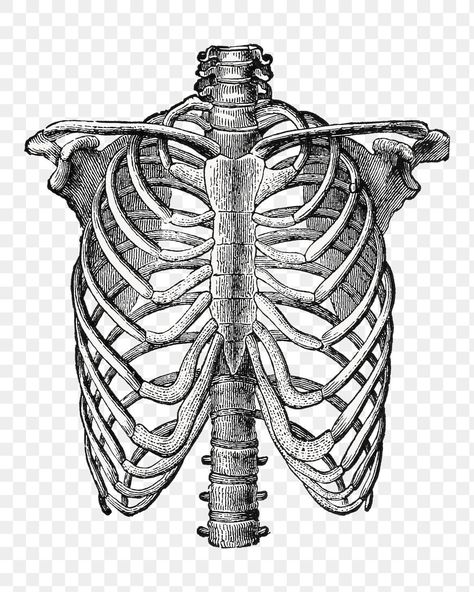 Ribcage Art, Rib Cage Drawing, Human Lungs, Skeleton Drawings, Stippling Art, Cage Thoracique, Nature Projects, Drawing Picture, Bone Tattoos