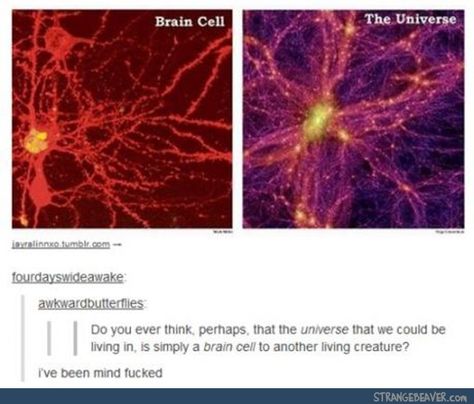 When high people have good points. Tumblr, Cosmos, Physicists, Quantum Physics, Human Brain, Natural Phenomena, Meaning Of Life, Science And Nature, Mind Blown