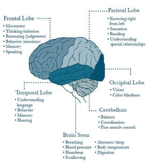 Which parts of your brain are affected by migraine?  Double tap if you like this #migraine #migraineur #chronicmigraine #migrainerelief #migrainetreatment #hemiplegicmigraine #vestibularmigraine #clusterheadache #migraineur #headaches #headachefromhell #m Breathing Art, Brain Map, Body Studies, Sistem Saraf, Natural Learning, Brain Energy, Psychology Notes, Body Connection, Brain Facts