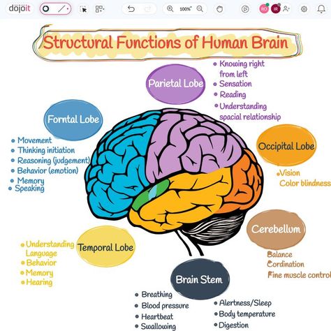 Structural Functions of Human Brain

#StructuralFunctions #BRAINWAVES #Brain #HumanBrain #LeftBrain #RightBrain #UXUIDesign #BrainArmstrong #Design #Education #Learn #Braintypes
 
https://pub.dojoit.com/LJFC86y1/Structural-Functions-of-Human-Brain

#dojoit #onlinewhiteboard

Did you find it amusing? 🤔. Save and Share it. The Human Brain Anatomy, Brain Structure And Functions, Parts Of The Brain And Its Function, The Brain Psychology Notes, Brain Functions Diagram, Lobes Of The Brain And Function, Brain Anatomy Diagram, Parts Of Brain And Function, Brain Function Chart